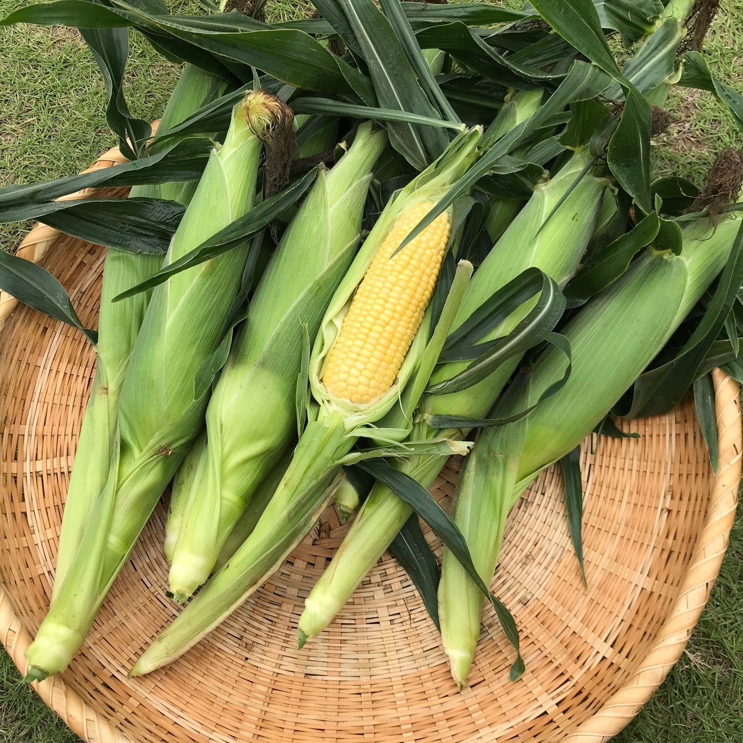 千葉県産 黄色とうもろこし(ゴールドラッシュ)