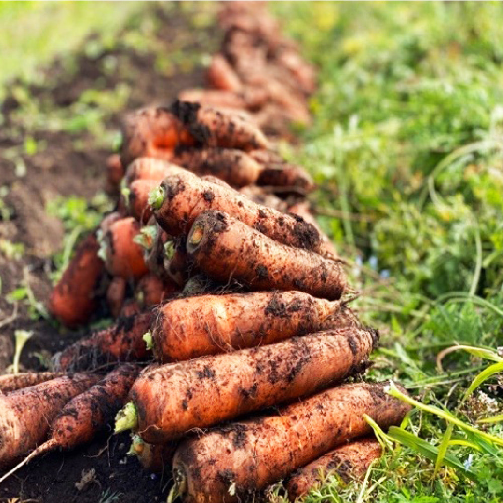 CARROT MIX(人参ミックスジュース)