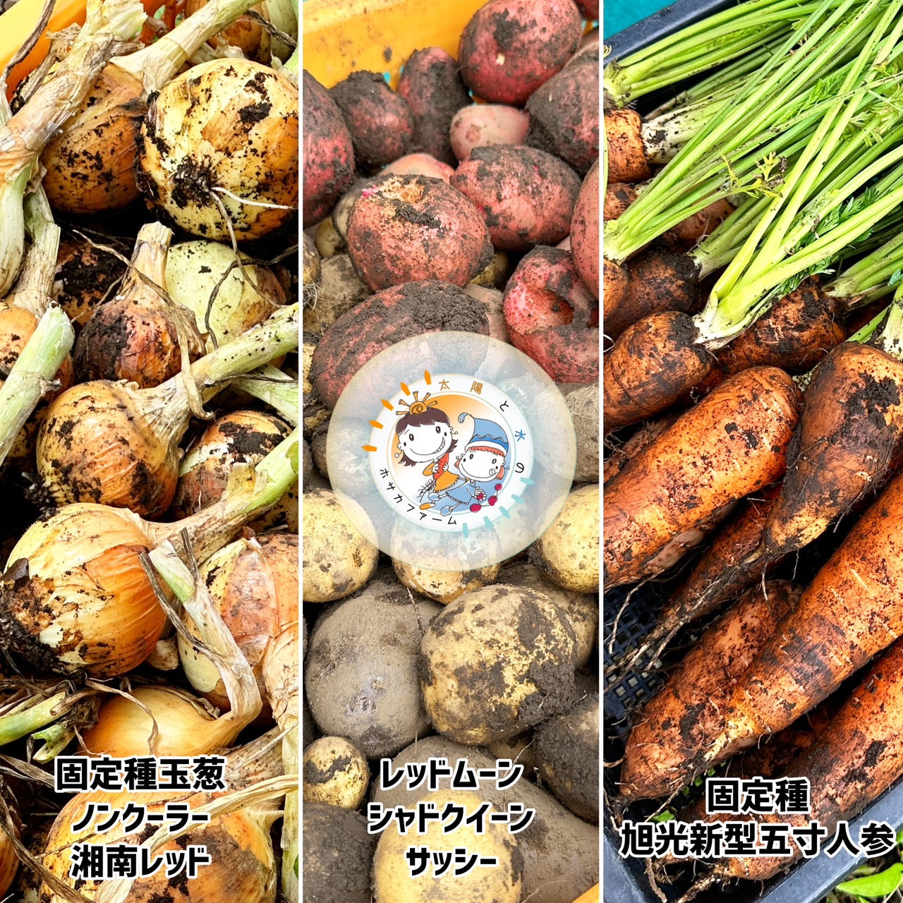限定3セット「旬」カレーセット(ホサカファーム)