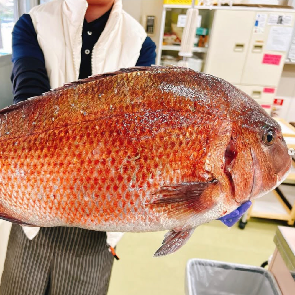 九島ひもの工房 干物セット(時期によって内容は変わります)