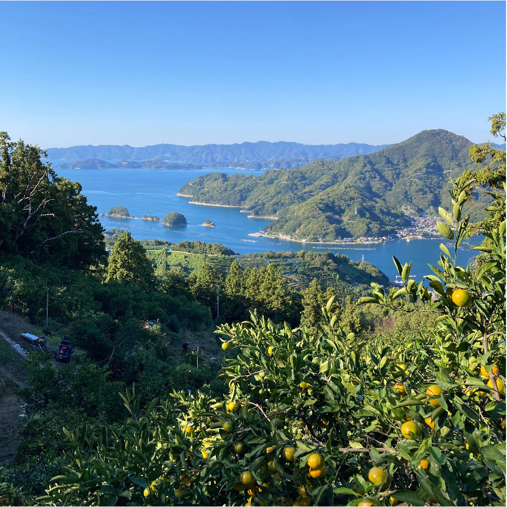 温州みかん「宮川早生」
