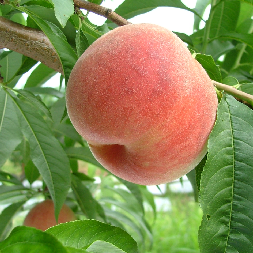 川中島白桃 (生産者朝採り 当日発送)