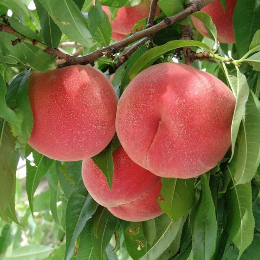 川中島白桃 (生産者朝採り 当日発送)