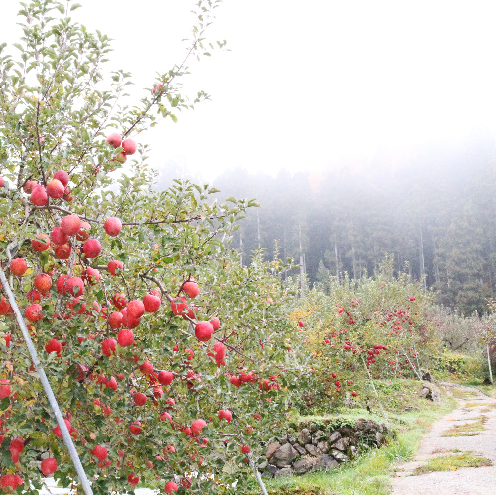 竹節園 サンふじ