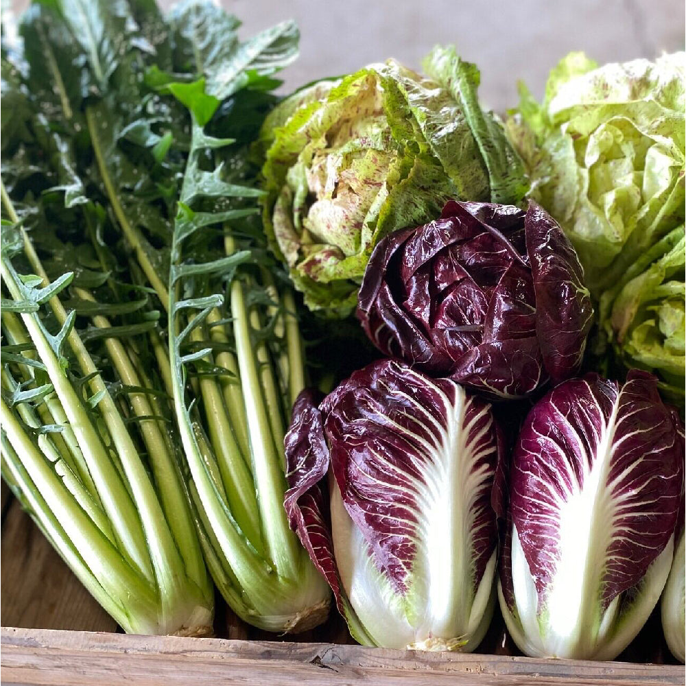 有機栽培野菜　冬季限定！西洋野菜とカラフル野菜セット