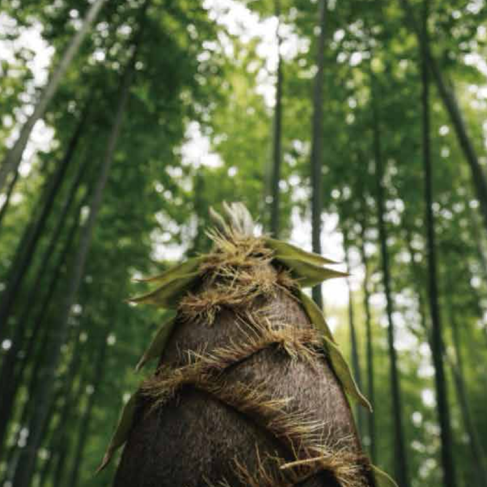 【夏季限定】しゃきしゃき食感を冷やして楽しむ「短冊めんま」3種アソート