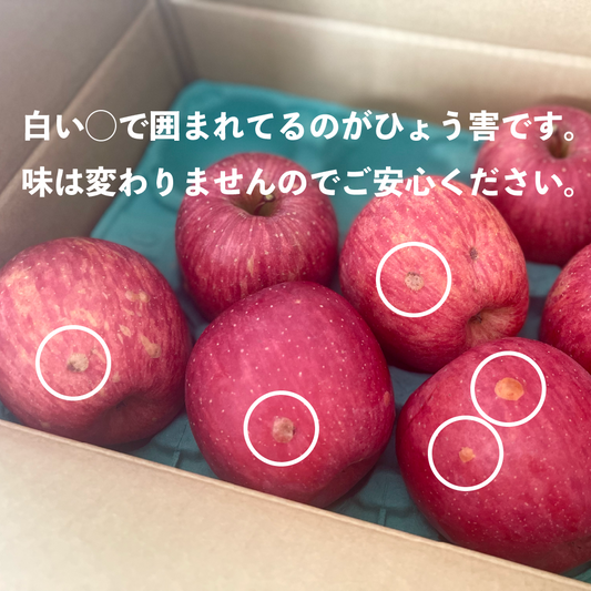 訳ありB級品　竹節園　サンふじ（ひょう害果）