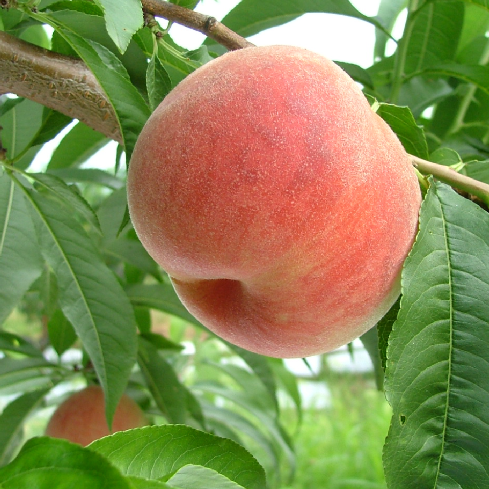 川中島白桃　（生産者朝採り 当日発送）8月15日締切