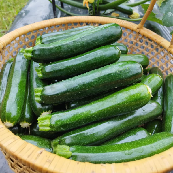 有機栽培（オーガニック）おのののうえんの ズッキーニ